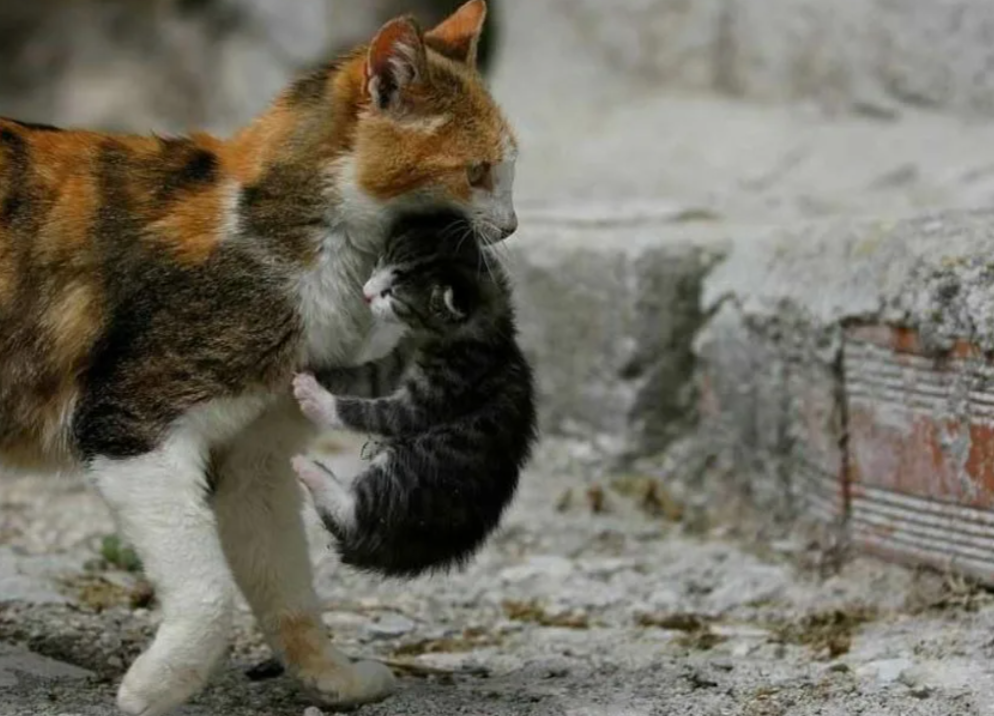 Кошка перенесла котят. Котенок за шкирку. Кошка несет котенка. Кошка несёт котёнка за шкирку. Кошка тащит котенка за шкирку.