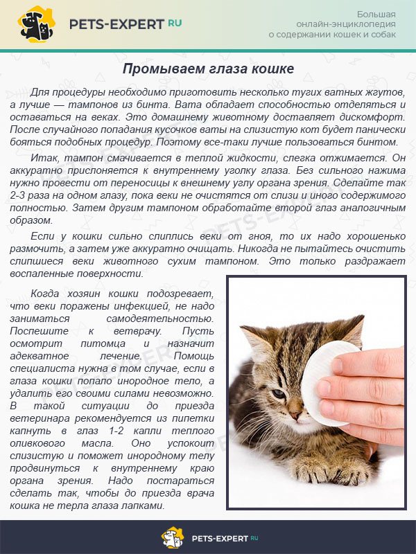 Как лечить кошку, если у нее слезятся глаза - wikihow