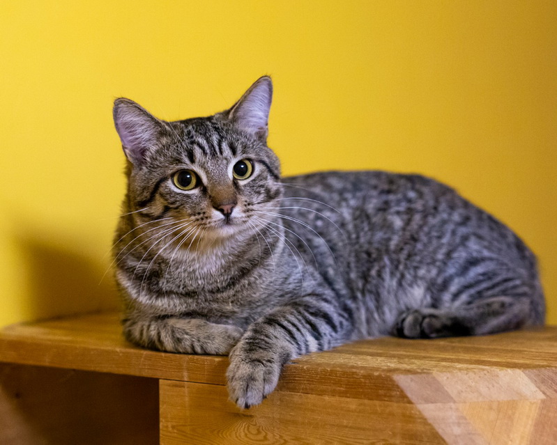 Бразильская короткошерстная кошка: детальное знакомство с породой | ваши питомцы
