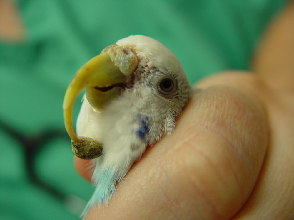 Как понять что попугай болеет: симптомы, болезни, лечение