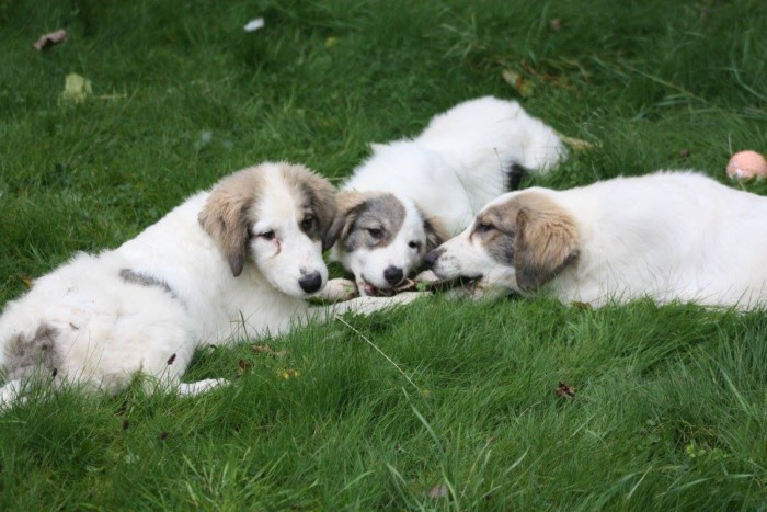 Торньяк: внешний вид, характер, дрессировка, здоровье (+ фото) | ваши питомцы