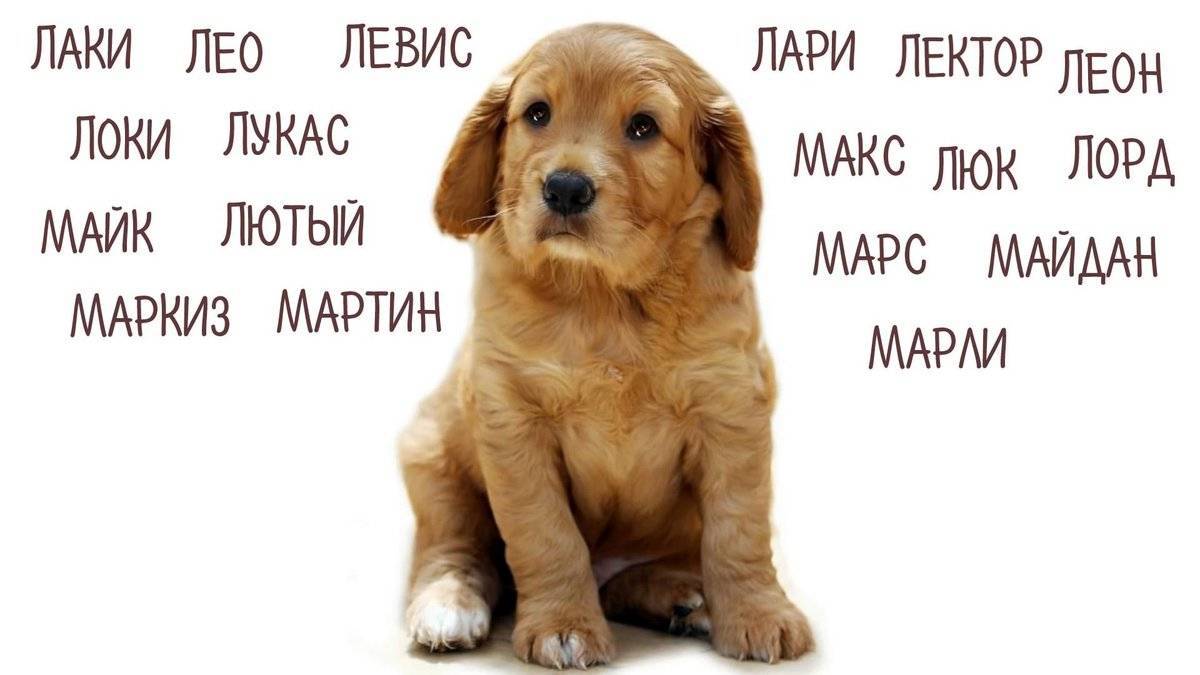 Клички для собак-мальчиков: как назвать щенка