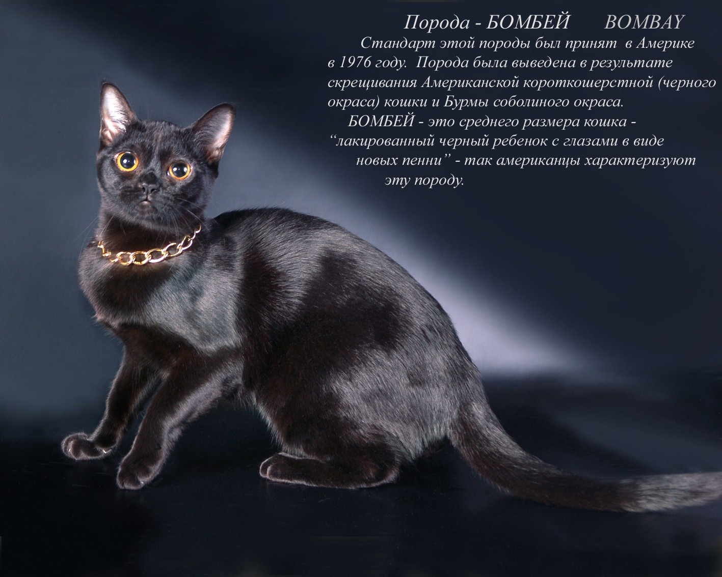 Породы черных кошек с фотографиями и названиями