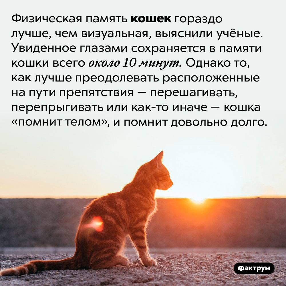 Кошки память на русском. В память о кошке. Памяти кота. Стихи в память о кошке. В память о кошке ушедшей на радугу.