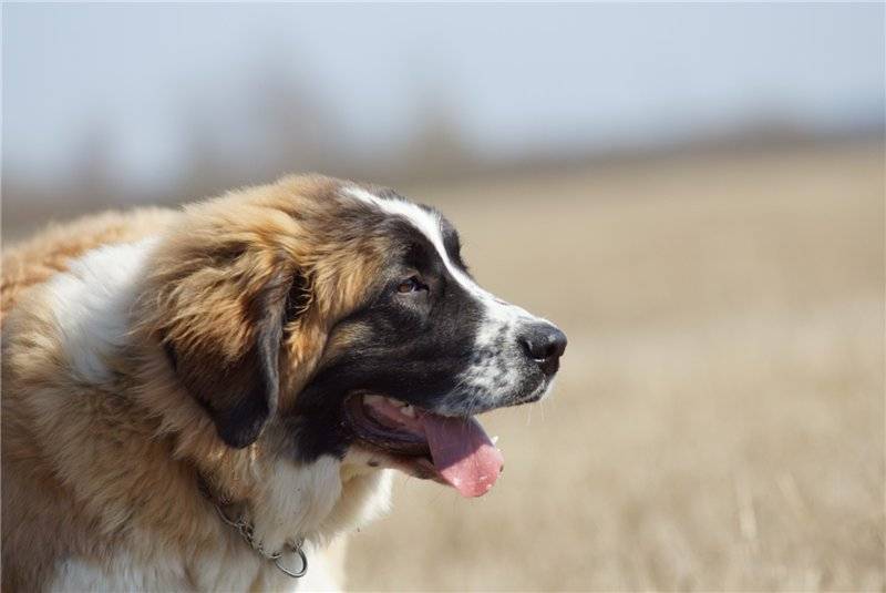 Московская сторожевая собака: фото и характеристика породы
московская сторожевая собака: фото и характеристика породы