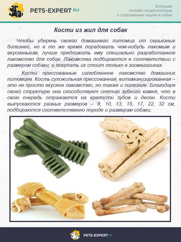 Давать ли собаке грызть кости? мелкие или большие? не вредно ли это?(wolcha.ru)