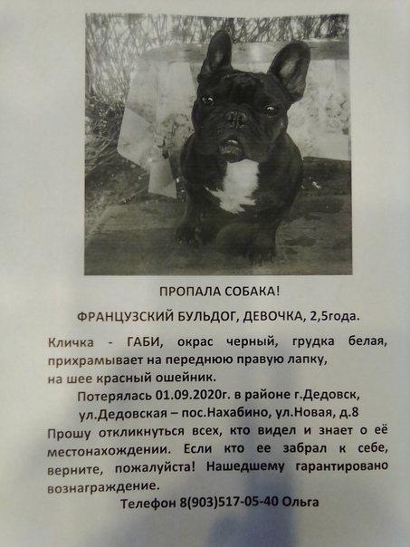 Отзывы на французский бульдог