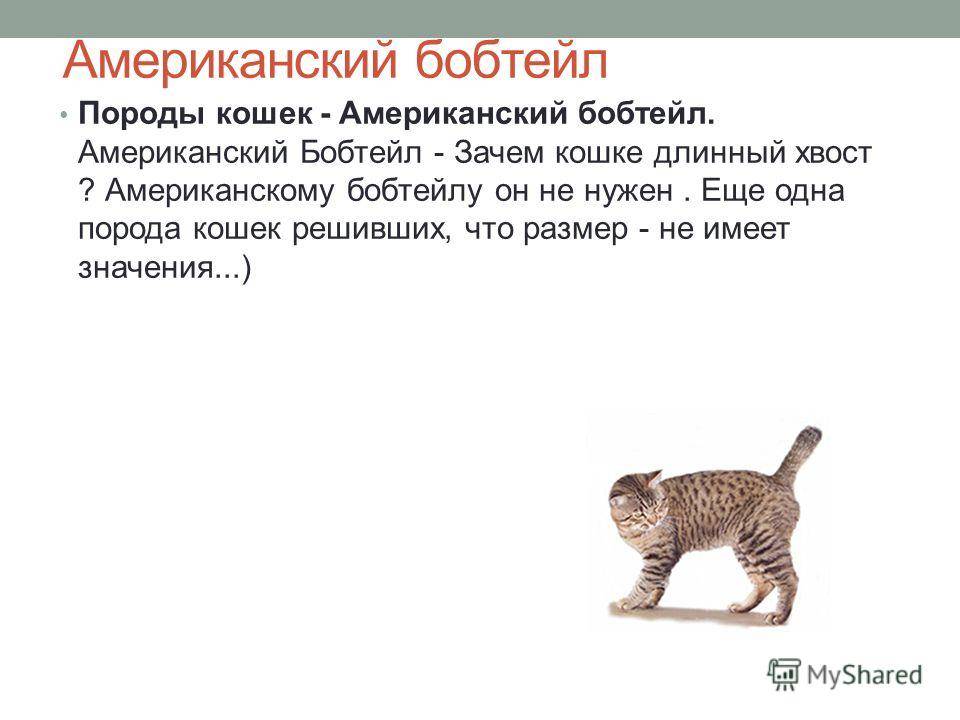 Почему коты виляют хвостом? о чем они говорят таким образом?