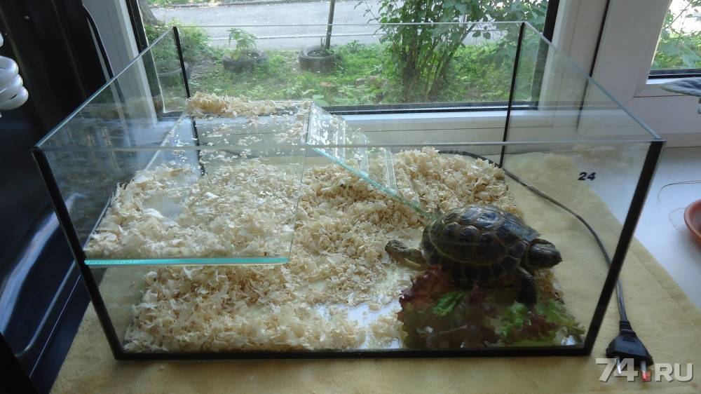 У кого есть водяные черепахи-помогите!!!