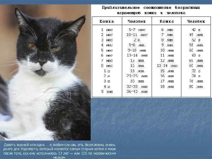 Сколько живут кошки в домашних условиях: таблица продолжительности жизни по породам + советы, как продлить жизнь коту