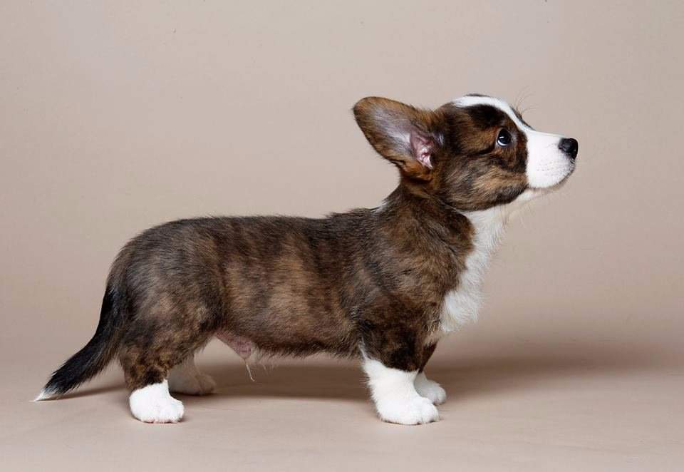 Собака с короткими лапами и большими ушами: обзор пород