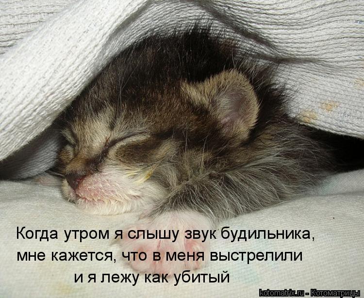 Спящую кошку будить нельзя. почему? | pets2.me | дзен