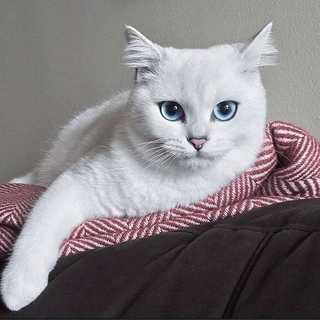 Особенности и основные породы кошек с разными глазами