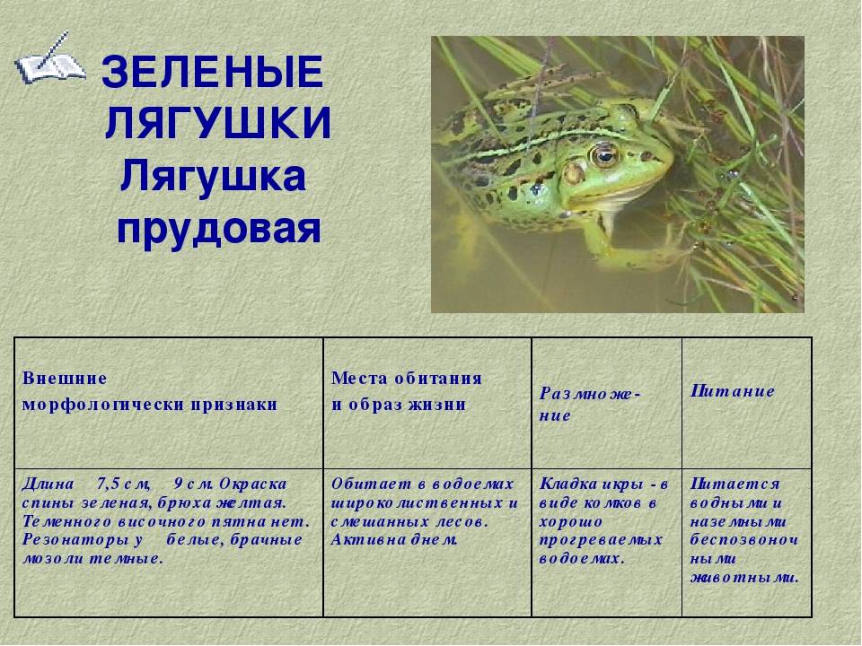 Жаба земляная – фото, описание, ареал, питание, враги, популяция