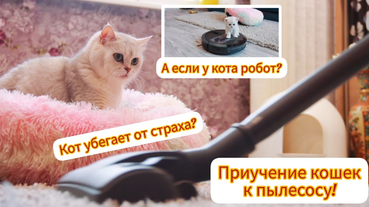 Игрой или валерьянкой — как приучить взрослую кошку к домику и когтеточке: видео, советы