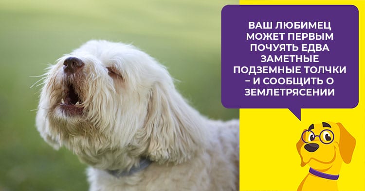 Почему собака чихает? разбираемся в  причинах