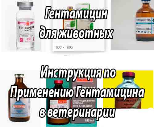 Гентамицин для кошек - инструкция по применению, дозировка