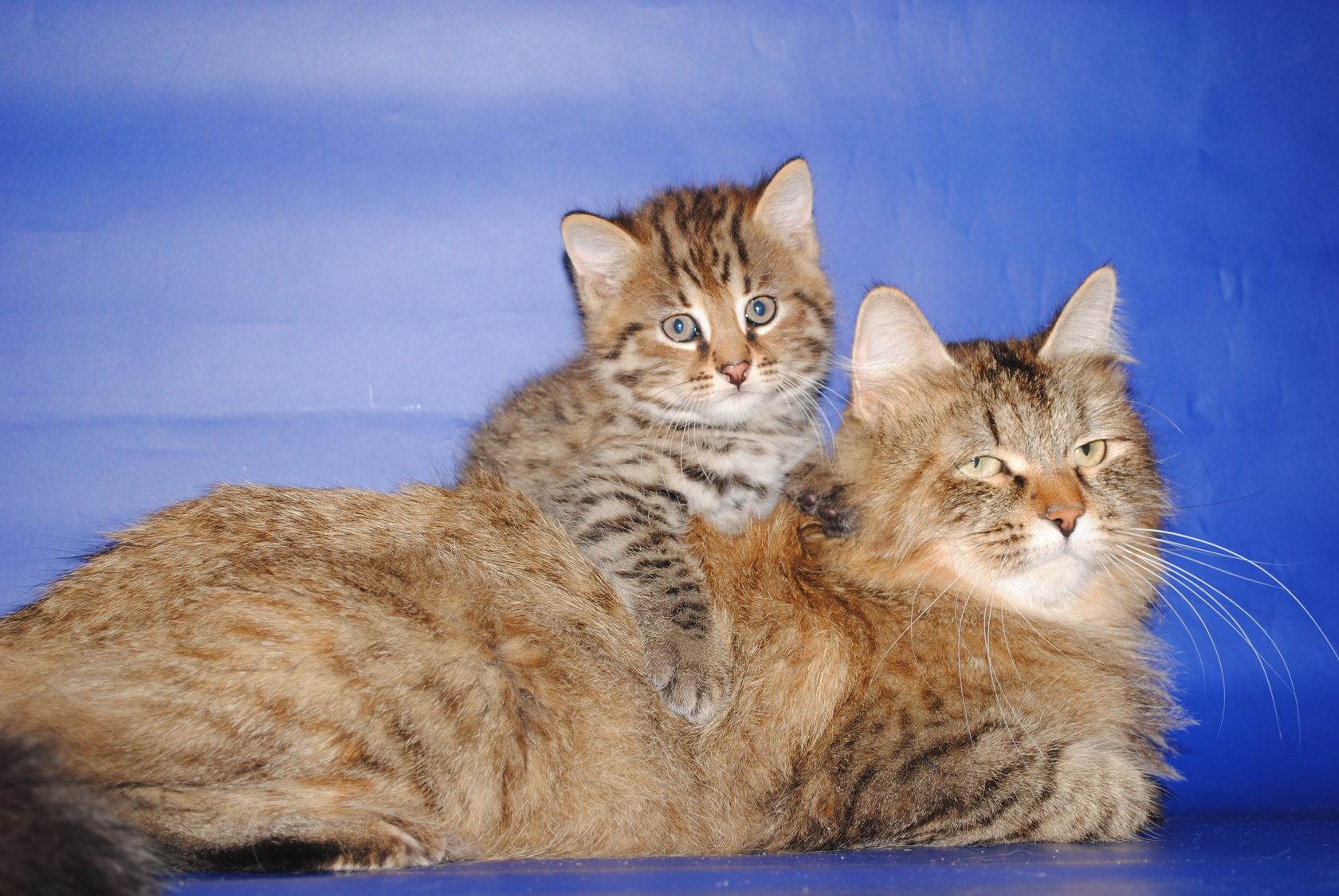 Уссурийская короткошерстная кошка: особенности и признаки породы, тонкости содержания