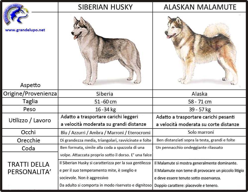 Маламут и хаски отличия: сравнение, в чем разница между собаками с фото, как отличить и кого выбрать, а также подробно о смеси аляскинской и сибирской пород