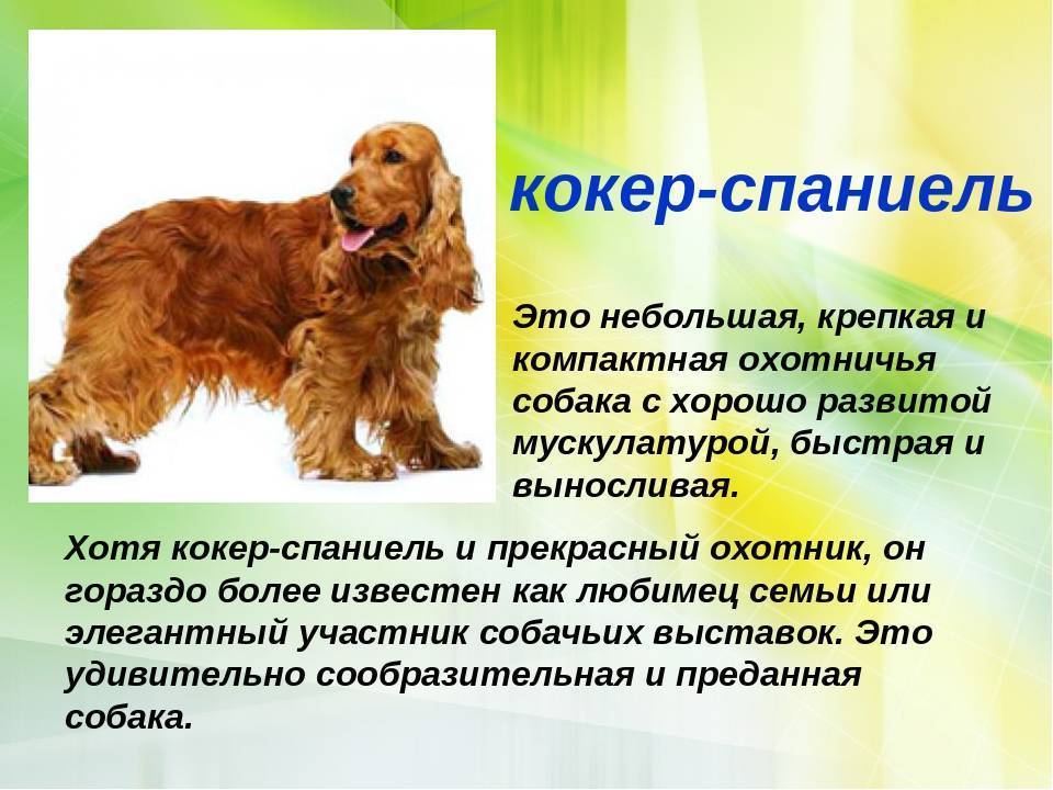 Собака папильон (континентальный той-спаниель): описание, фото, характер, особенности ухода