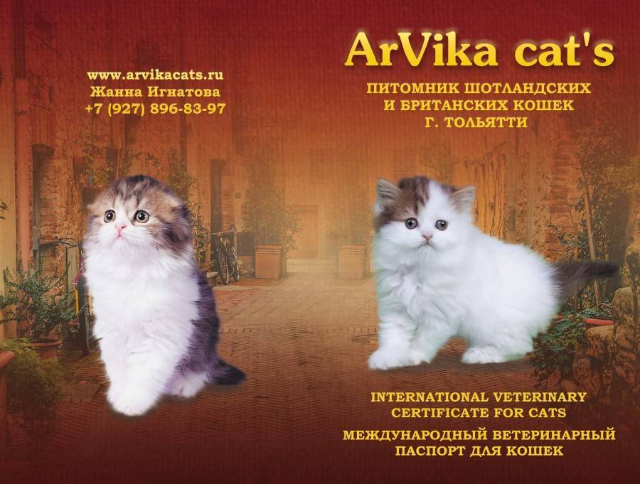 Все питомники кошек и собак в россии: описания, отзывы, контакты