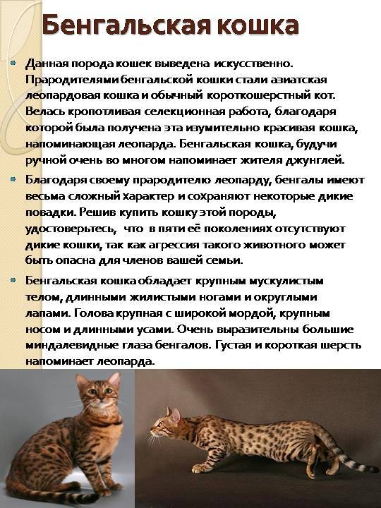 ᐉ серенгети - описание пород котов - ➡ motildazoo.ru