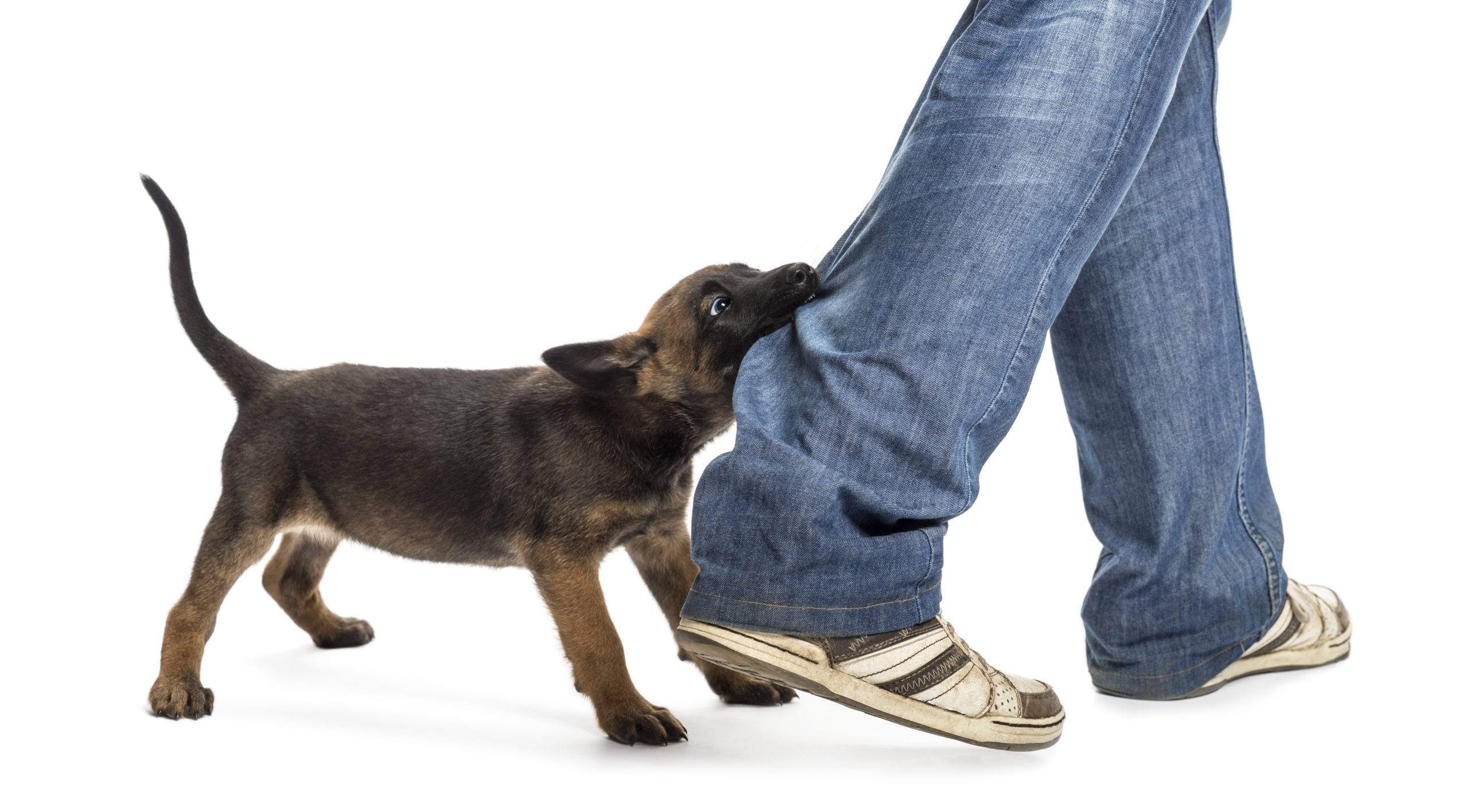 Как наказать собаку: 11 шагов (с иллюстрациями)