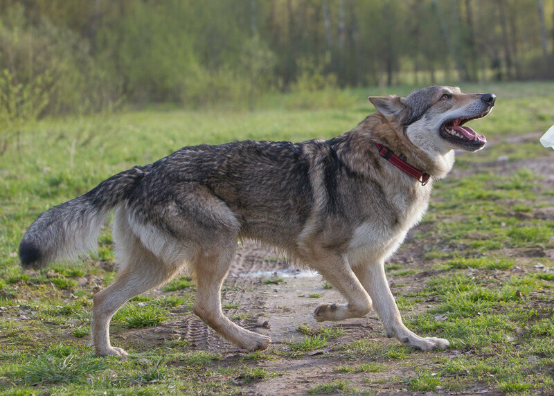 Чехословацкая волчья собака: фото, описание, характер, цена собаки, отзывы ✔