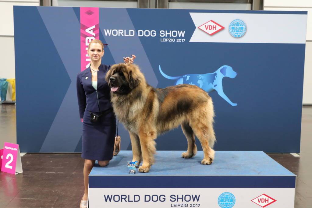 Чемпионат мира собак World Dog Show в 2019 году