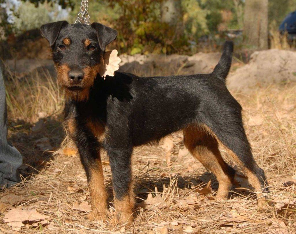 Собака немецкий ягдтерьер: характеристика, особенности породы и фото