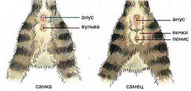 Как определить пол котенка?