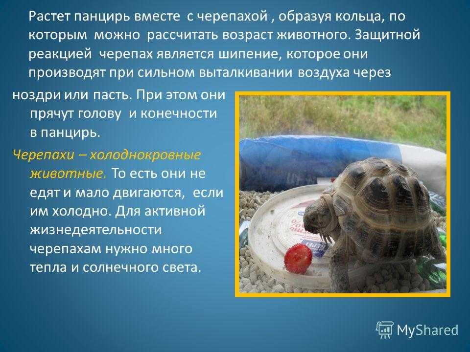 Может ли быть аллергия на черепаху: причины, симптомы, диагностика, лечение
