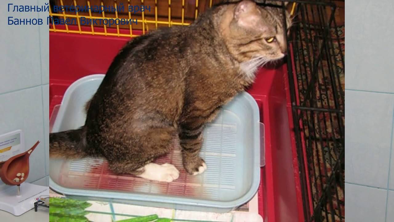 Мочекаменная болезнь у шотландских и британских котов