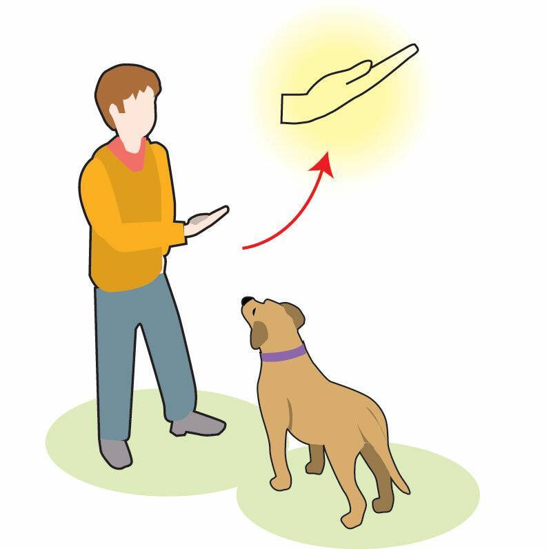 Как приучить щенка к ошейнику и поводку
