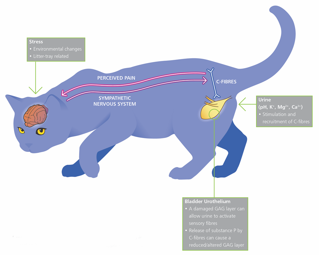 Симптоматика идиопатического цистита у кошки: лучшие способы лечения