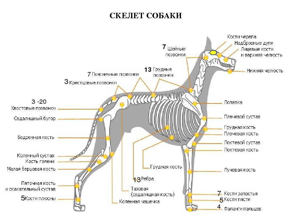 ᐉ строение внутренних органов собаки - zoomanji.ru