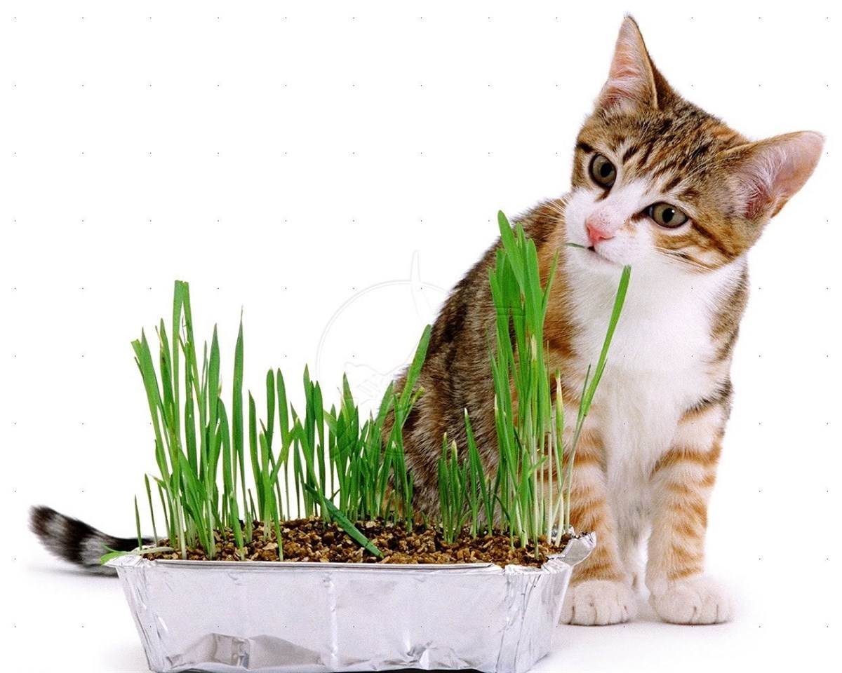 Трава для кошек выбор зелени для питомцев. список побегов