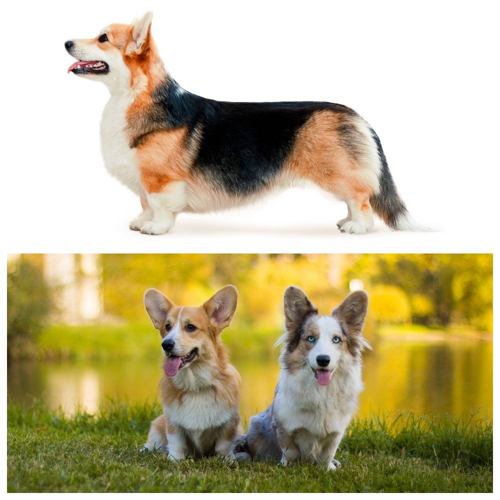 Порода собак вельш-корги: описание, фото, характер, особенности ухода и отличия кардиганов и пемброков
