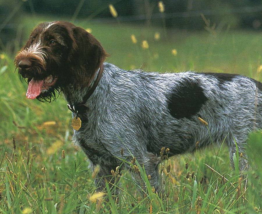 Собака породы дратхаар: описание, фото, характер, болезни, содержание и уход за немецкой жесткошерстной легавой