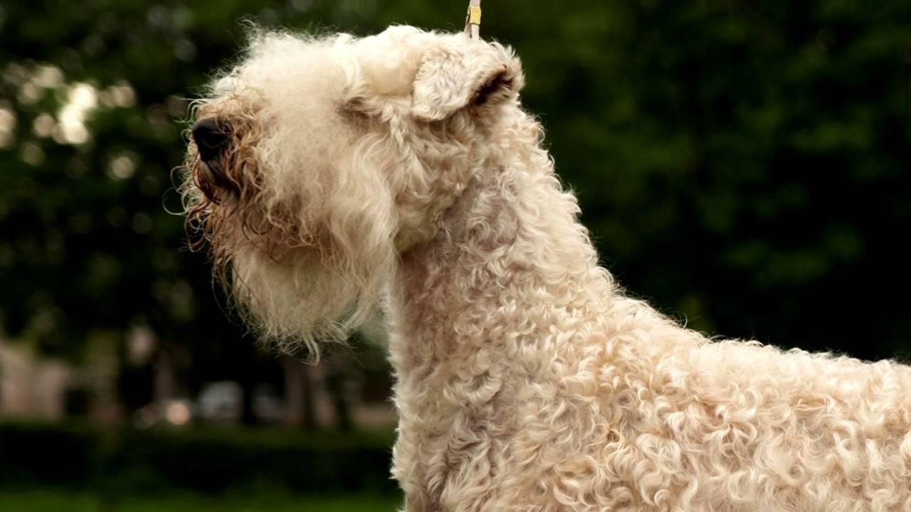 Обзор собак породы ирландский мягкошерстный пшеничный терьер: стандарт и уход