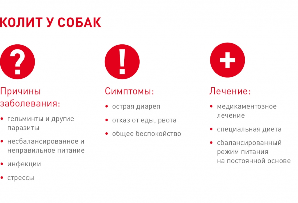 Колит у кошки: причины, симптомы, диагностика, лечение и прогноз, осложнения, профилака | блог ветклиники "беланта"