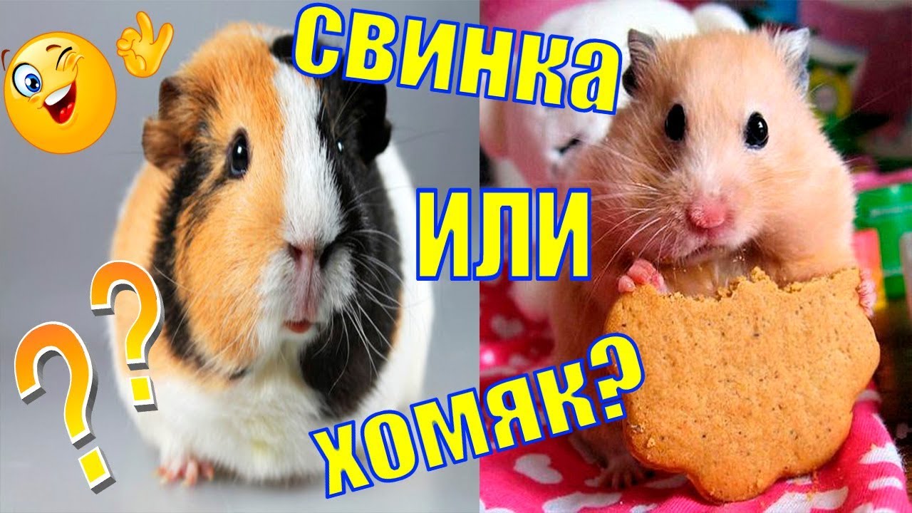 Кто лучше: хомяк или морская свинка, кого завести для ребенка, преимущества и недостатки обоих питомцев