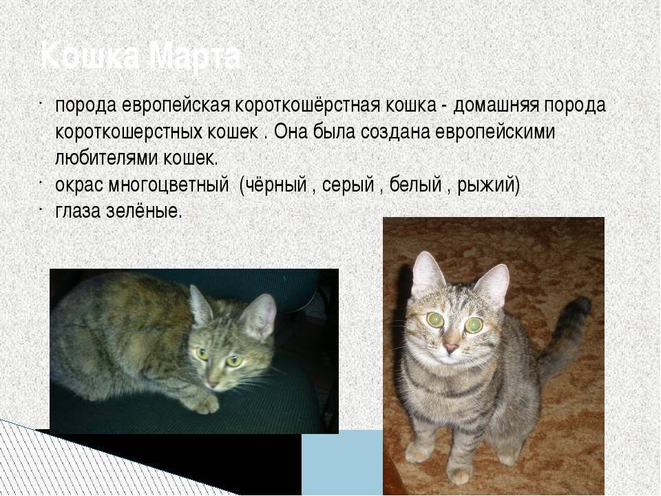 Европейская короткошерстная кошка (кельтская): описание породы, фото, стандарты, характер