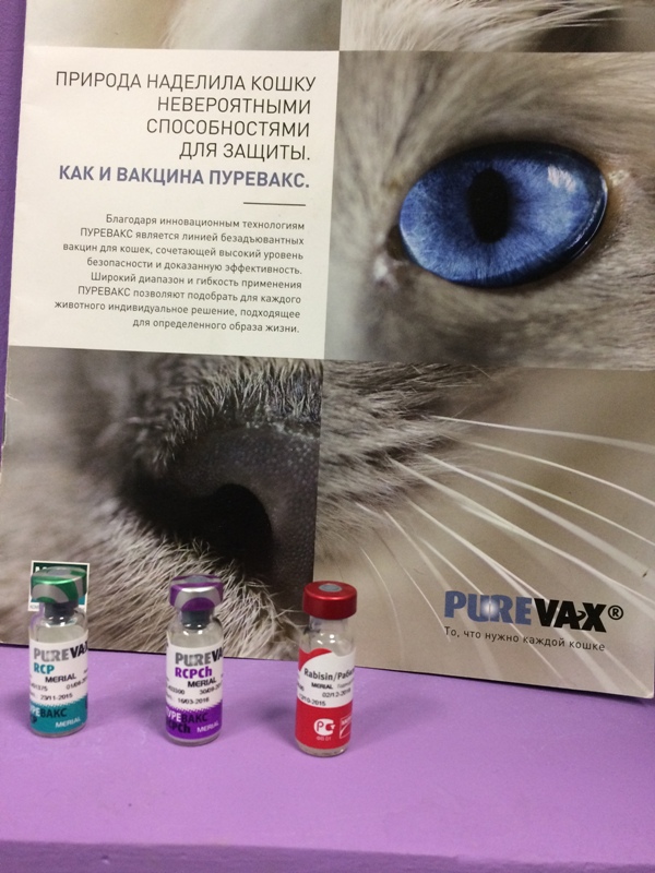 Пуревакс для кошек│ инструкция по применению вакцины пуревакс кошкам