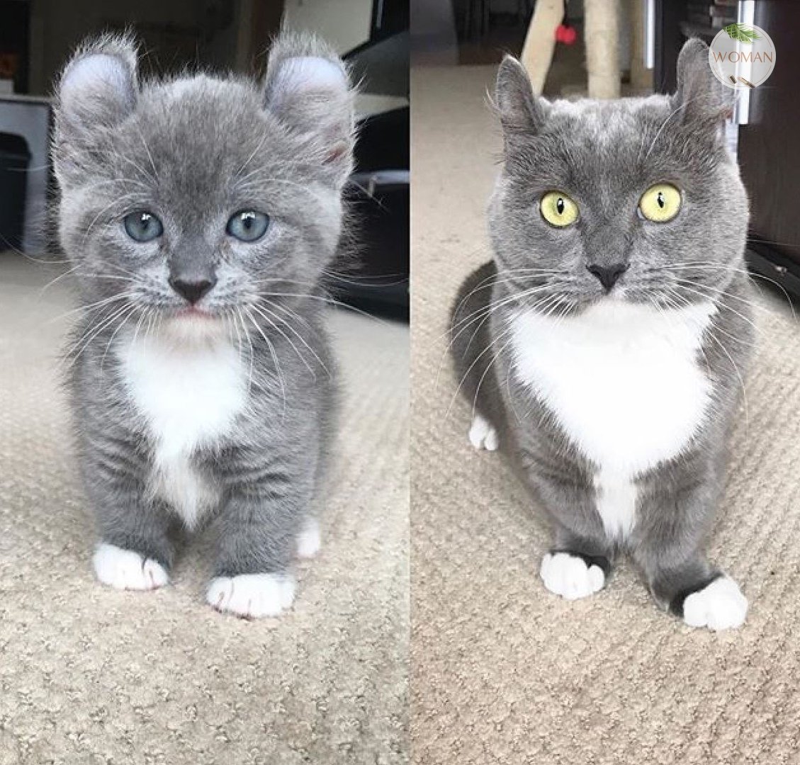Когда у котят меняется цвет глаз с голубого на другой, почему это происходит и в каком возрасте?