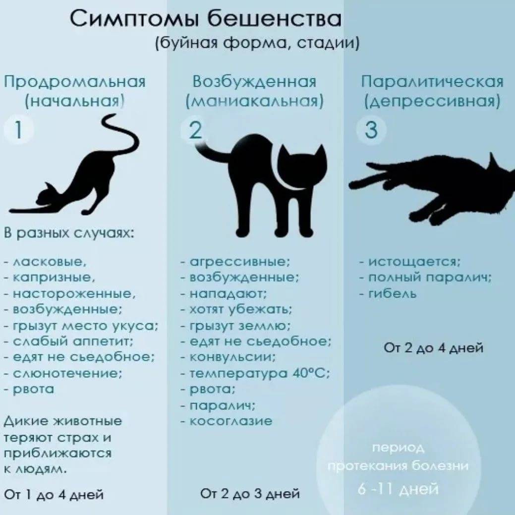 Сколько котят может родить кошка в первый раз и за всю жизнь, от чего зависит их количество?