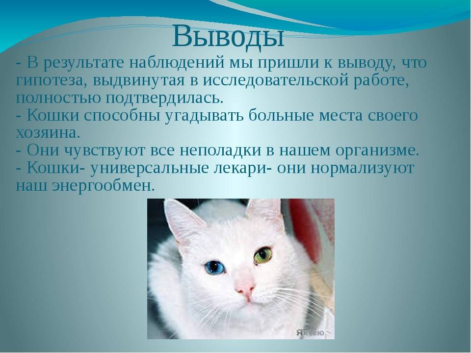 Проект о котах