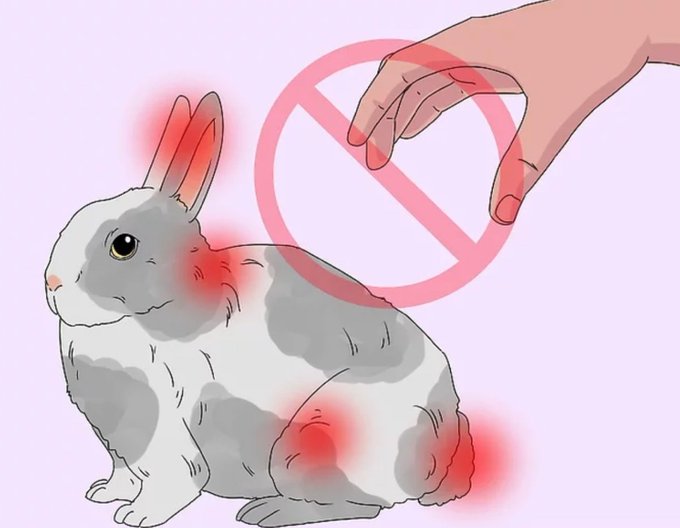 Почему кролик топает задними лапами