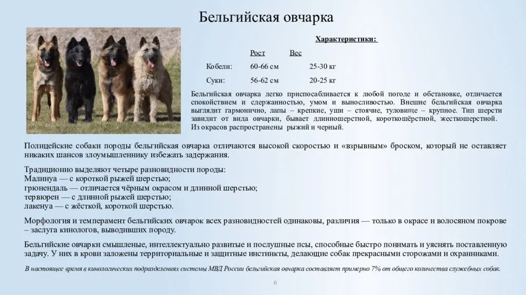 Собака восточно-европейская овчарка (фото): выносливый защитник и верный друг - kot-pes