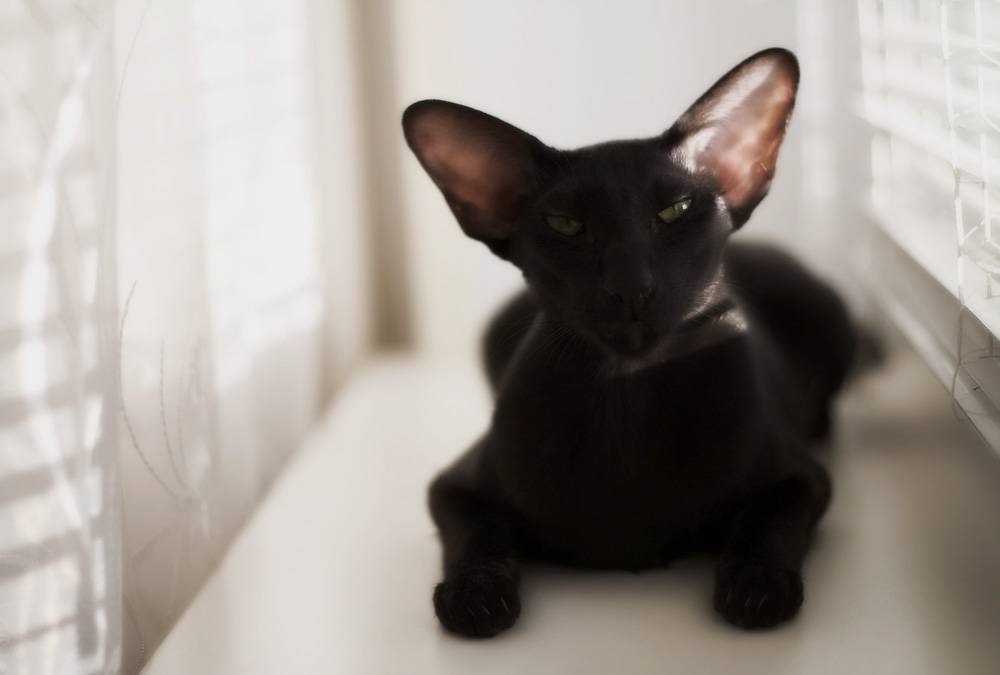 Топ-10 самых умных пород кошек | hill's pet